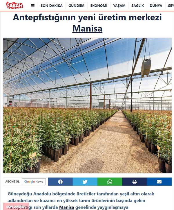 Antepfıstığının yeni üretim merkezi Manisa-147