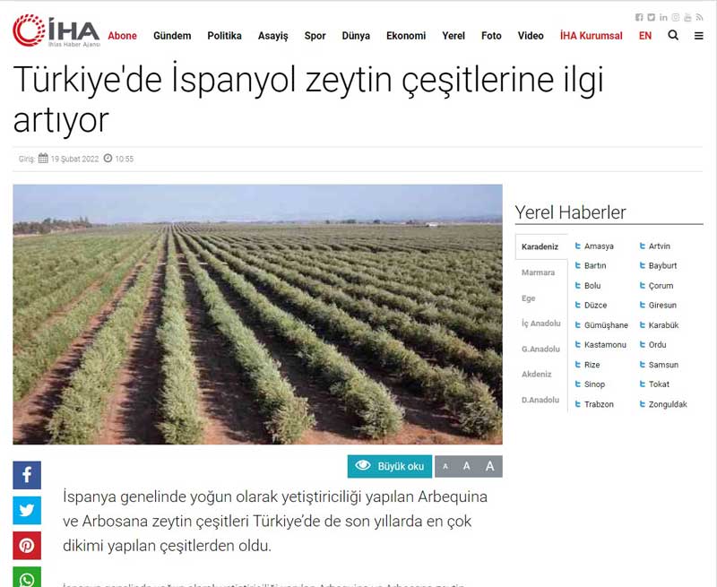 Türkiye’de İspanyol zeytin çeşitlerine ilgi artıyor-129