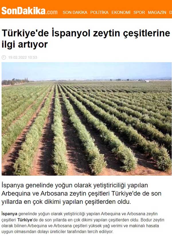 Türkiye’de İspanyol zeytin çeşitlerine ilgi artıyor-130