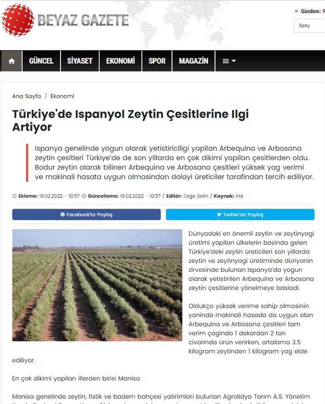 Türkiye’de İspanyol zeytin çeşitlerine ilgi artıyor-131