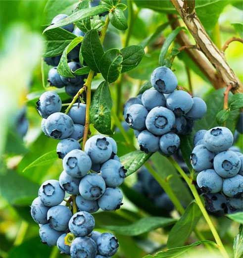 Bluecrop Blueberry (Yaban Mersini) Fidanı 