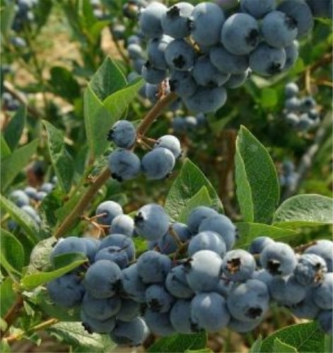 Elliott Yaban Mersini (Blueberry) Fidanı