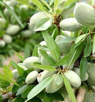 ceviz badem zeytin ve meyve fidanlari blog yazilari ceviz badem zeytin ve meyve fidanlari blog yazilari