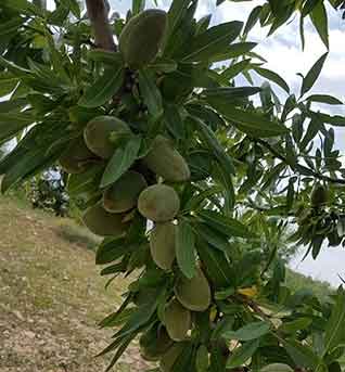 ceviz badem zeytin ve meyve fidanlari blog yazilari