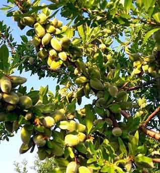 ceviz badem zeytin ve meyve fidanlari blog yazilari ceviz badem zeytin ve meyve fidanlari blog yazilari